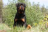 ROTTWEILER 201